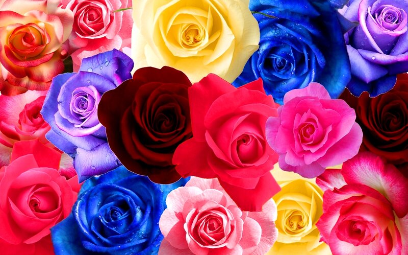 Colorful Roses — Red, Vibrant