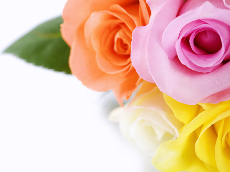 Colorful Roses