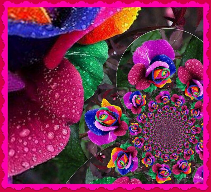 Colorful Roses with Dew