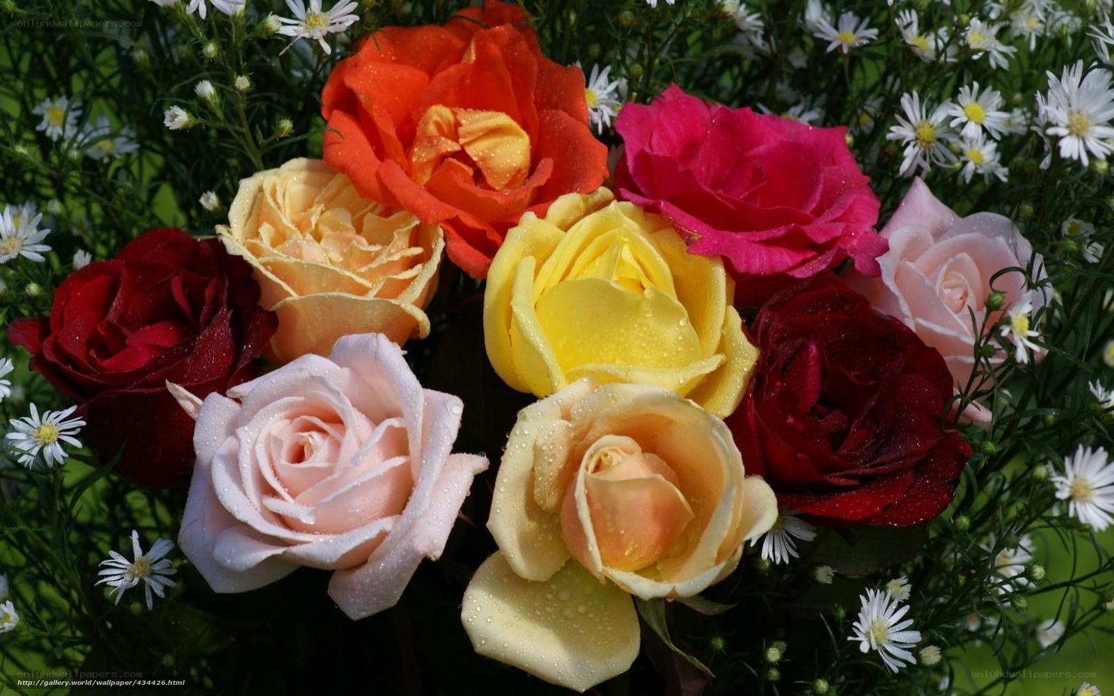 Colorful roses with dewdrops
