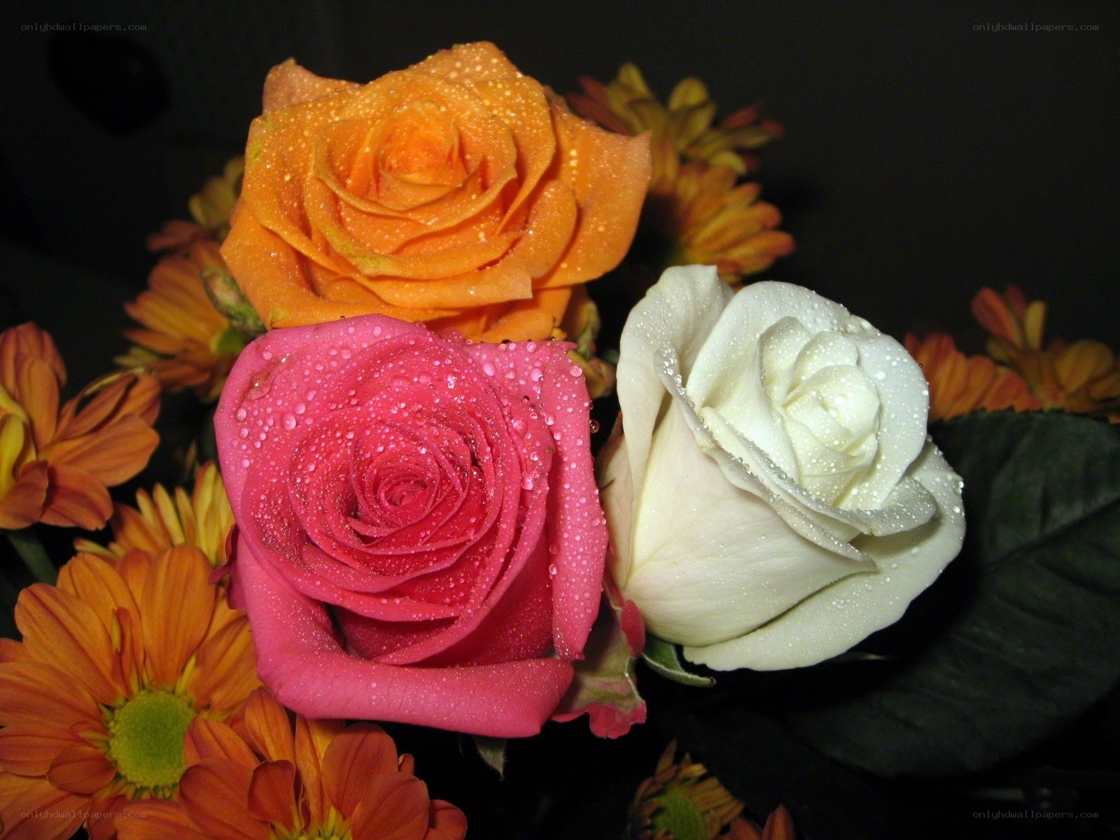 Colorful roses with dewdrops