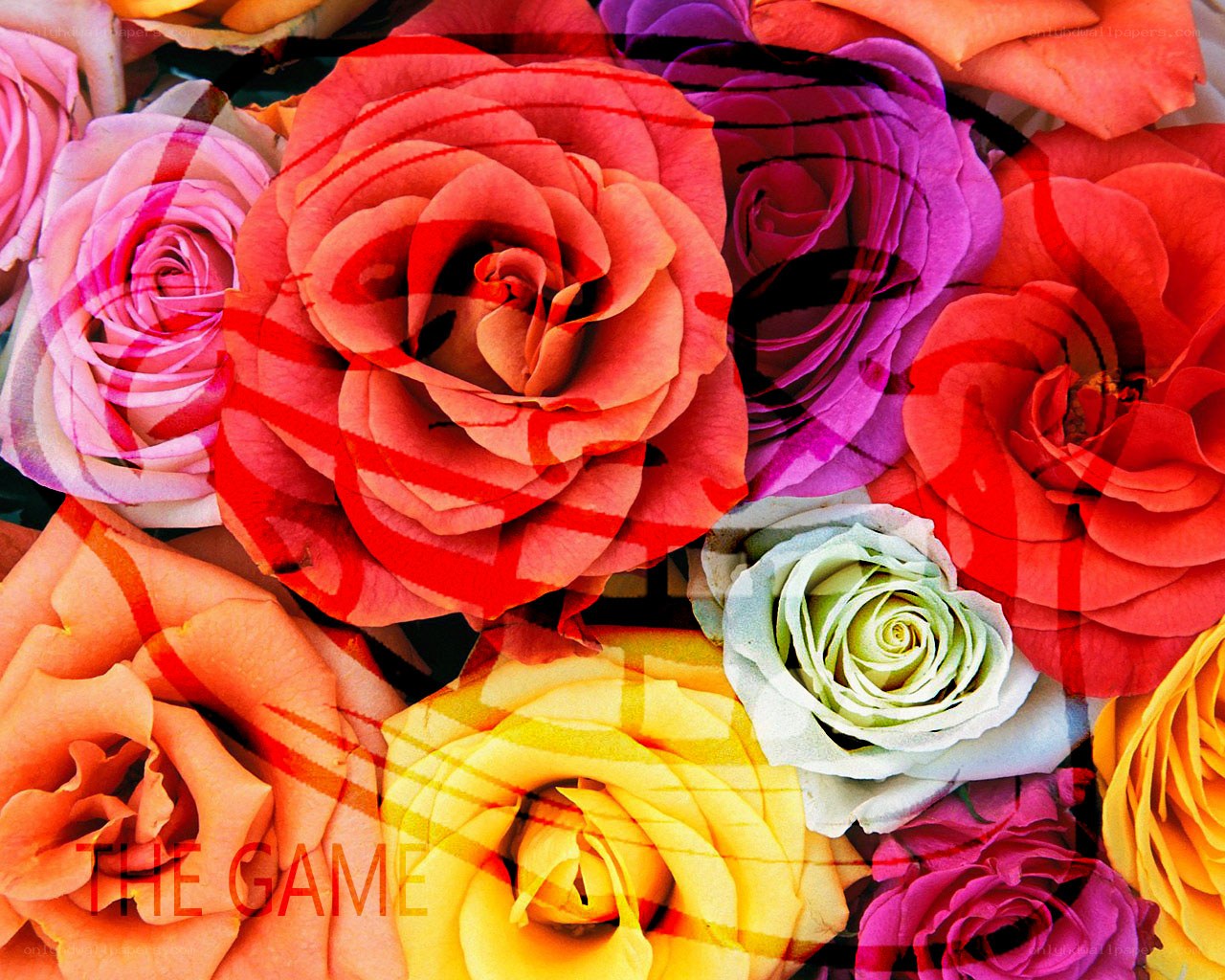 Colorful roses with overlay