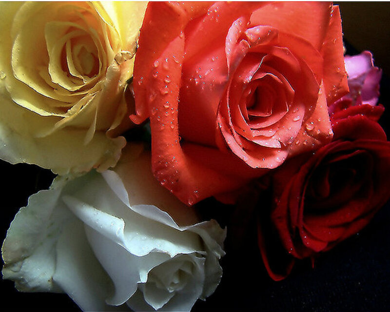 Colorful Roses with Water Droplets