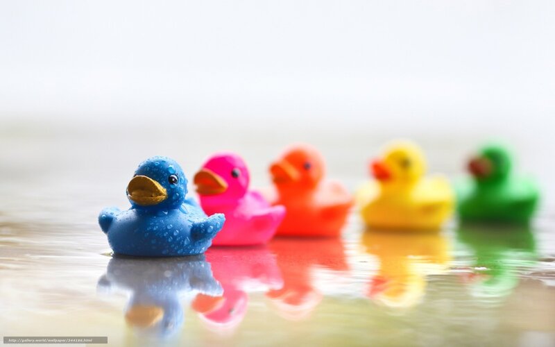 Colorful Rubber Ducks — Blue, Calm, Photograph, Water