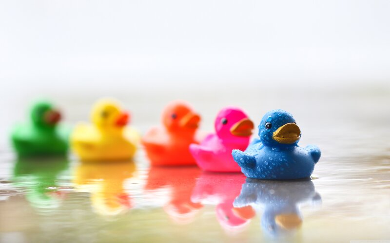 Colorful rubber ducks in water