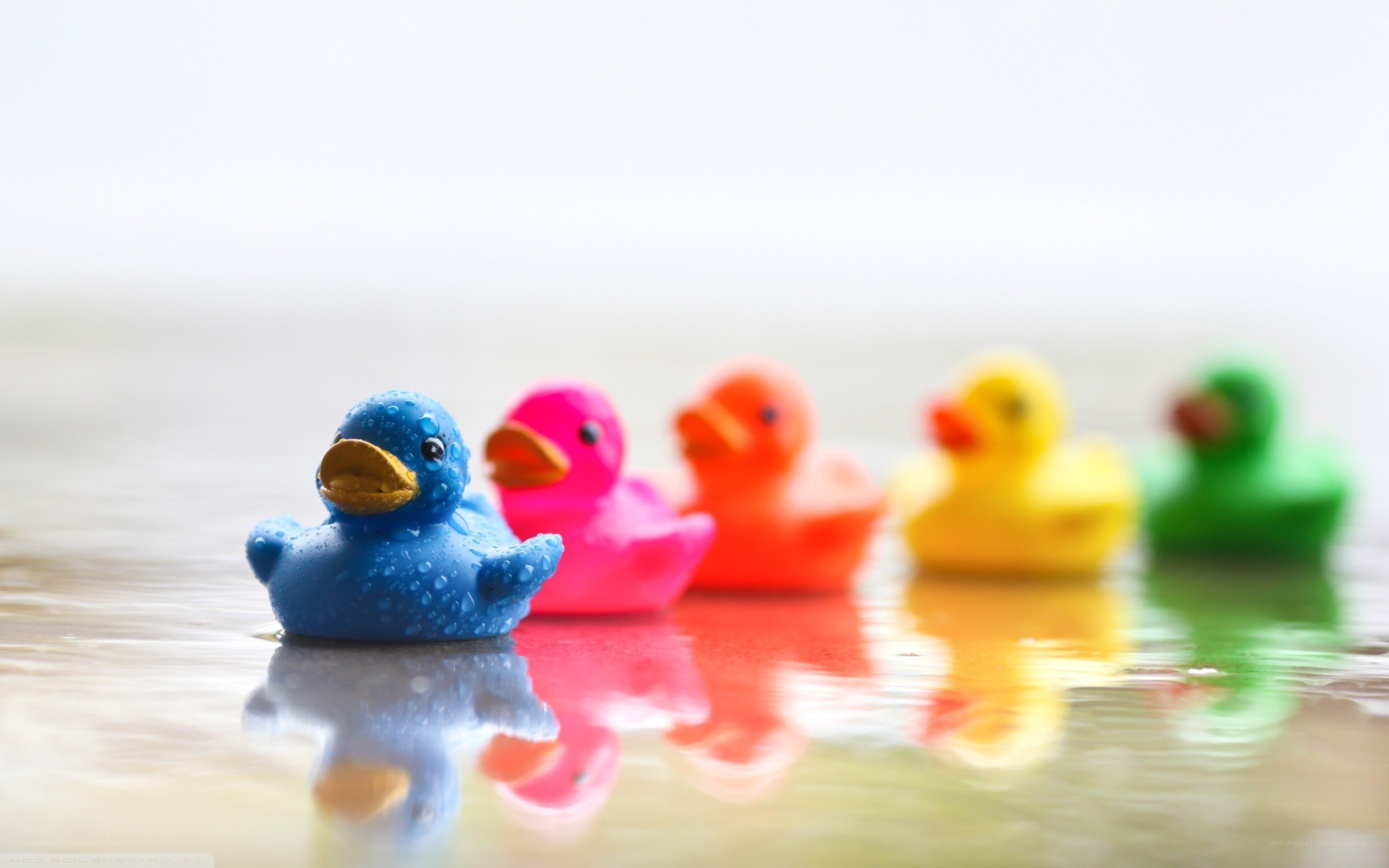 Colorful rubber ducks in water