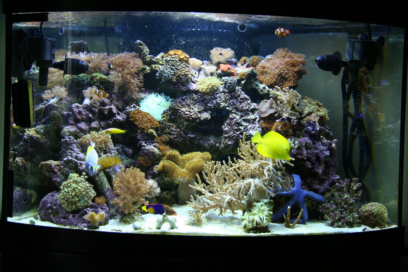 colorful saltwater aquarium