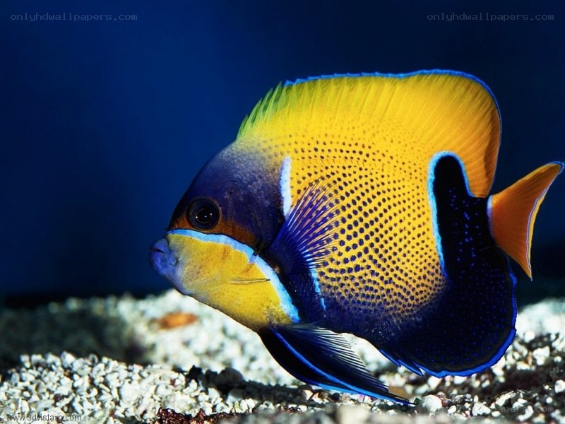 colorful saltwater fish
