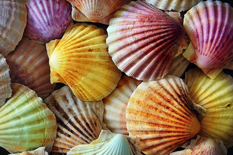 Colorful Scallop Shells