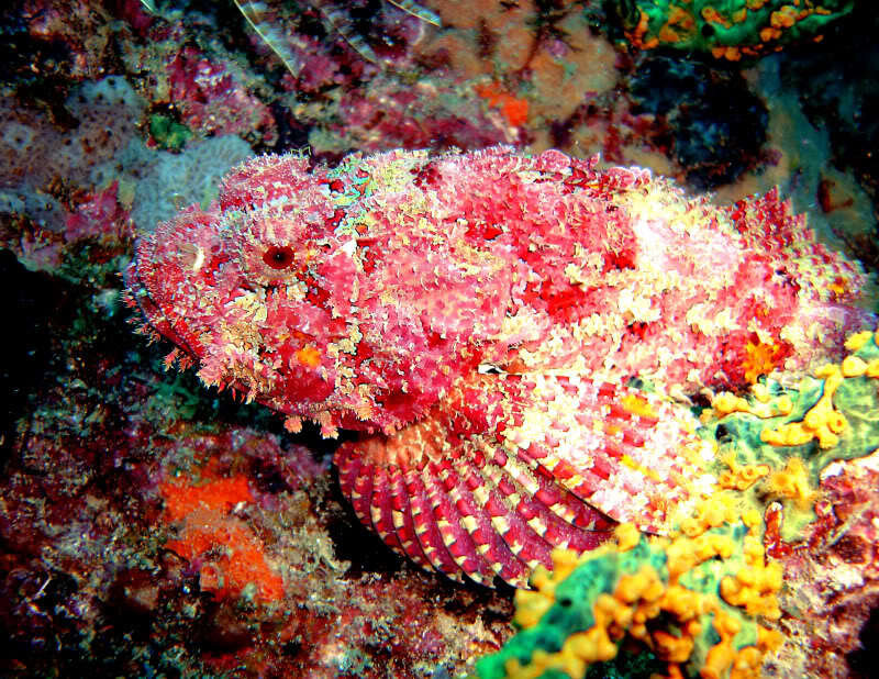 colorful scorpionfish on reef