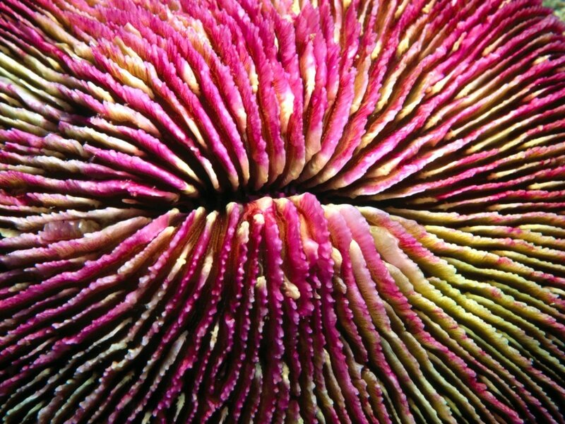 Colorful sea anemone close-up