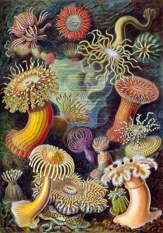 Colorful sea anemone illustration