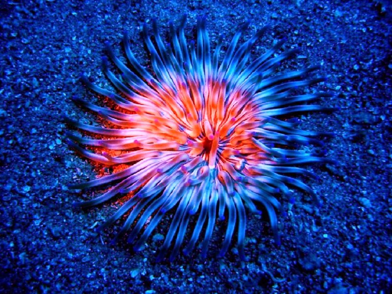 Colorful sea anemone on ocean floor