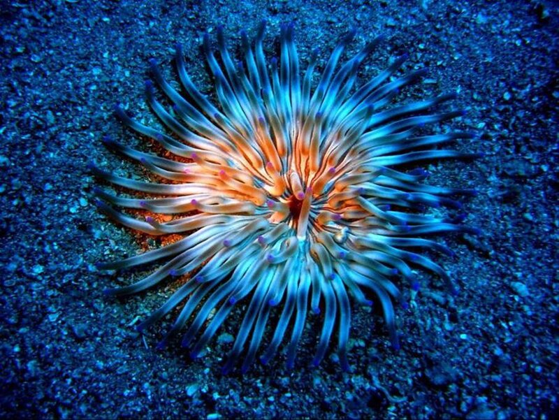 Colorful sea anemone on ocean floor