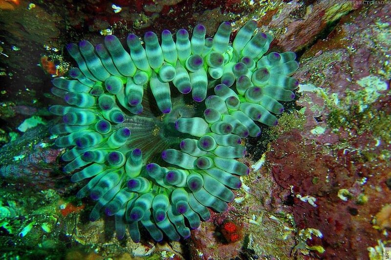 Colorful sea anemone on reef