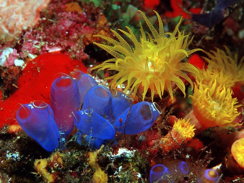 Colorful sea anemones and tunicates