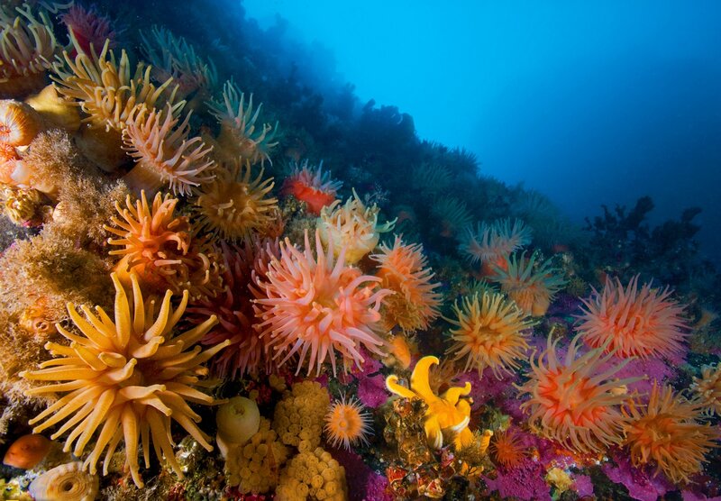 Colorful Sea Anemones — Blue