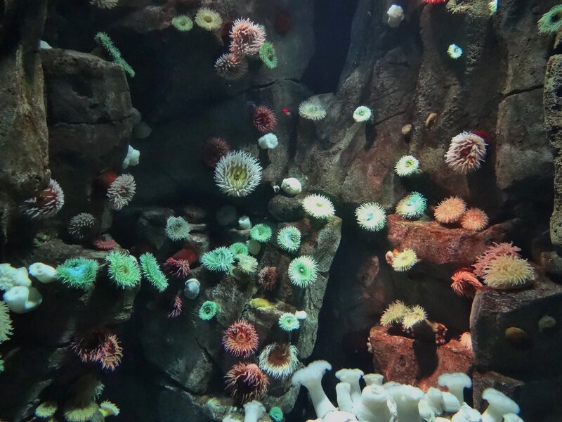 Colorful Sea Anemones — Green, Calm