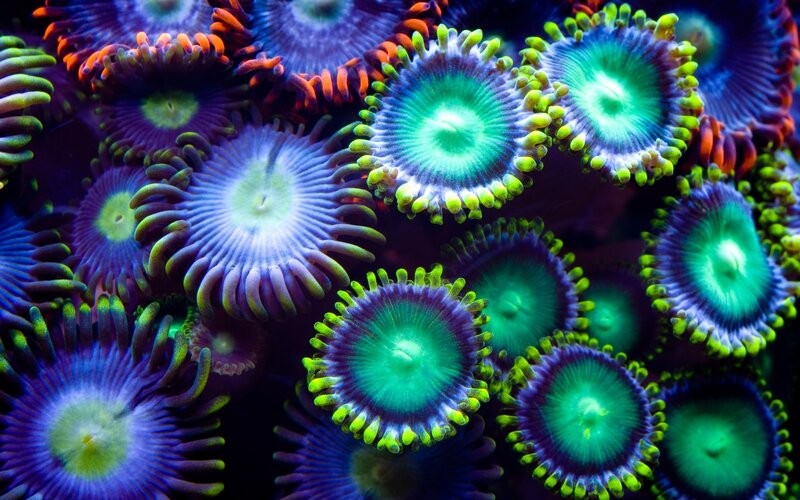 Colorful Sea Anemones — Green