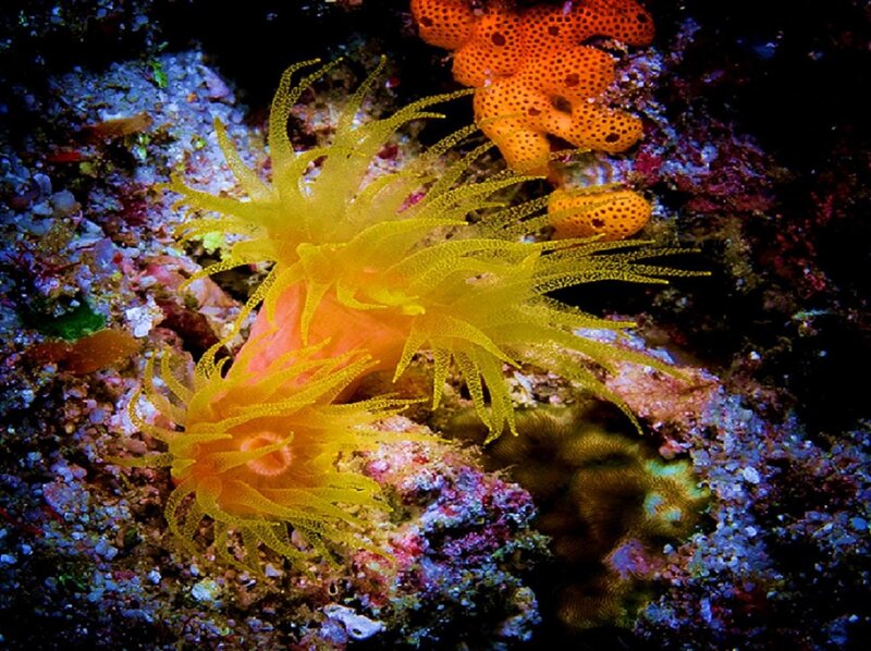 Colorful sea anemones on reef