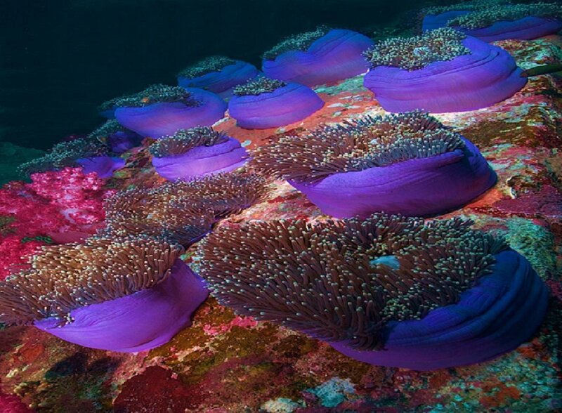 Colorful sea anemones on reef