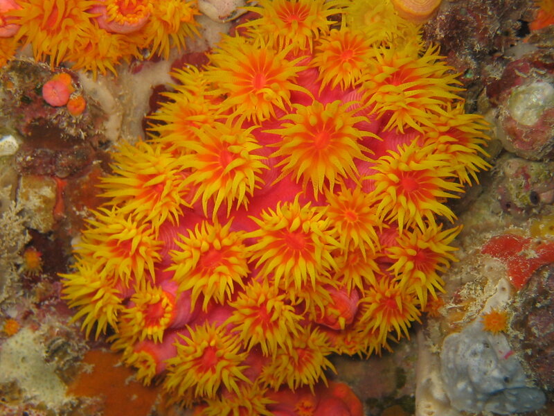 Colorful sea anemones on reef