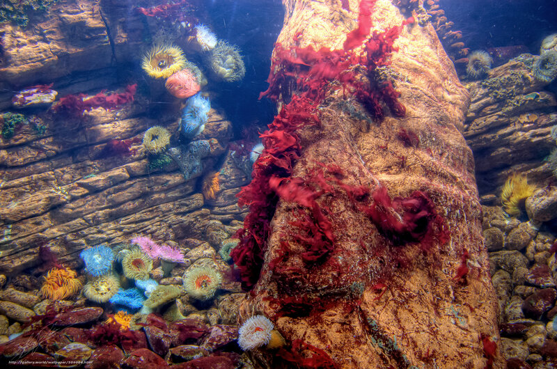 Colorful sea anemones on rocks