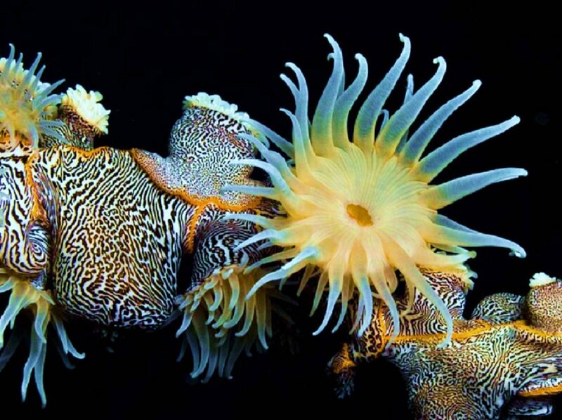 Colorful sea anemones
