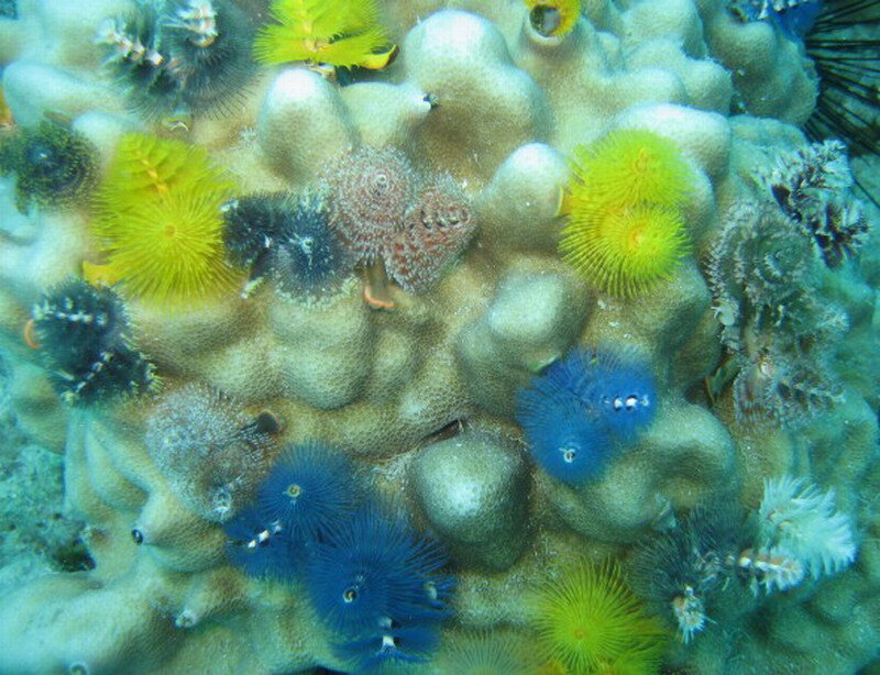 Colorful Sea Anemones — Yellow