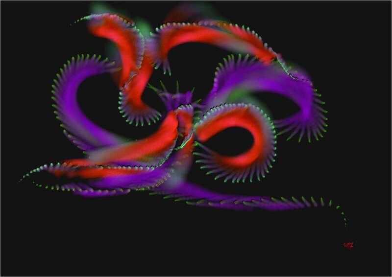 Colorful Sea Creature — Red