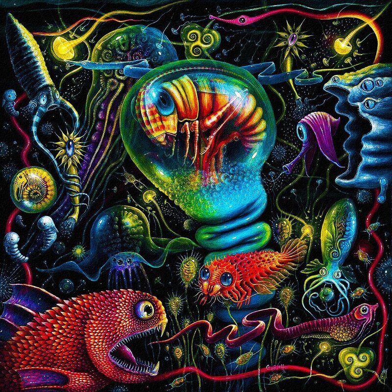 Colorful Sea Creatures — Black