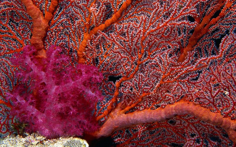 Colorful sea fans on reef