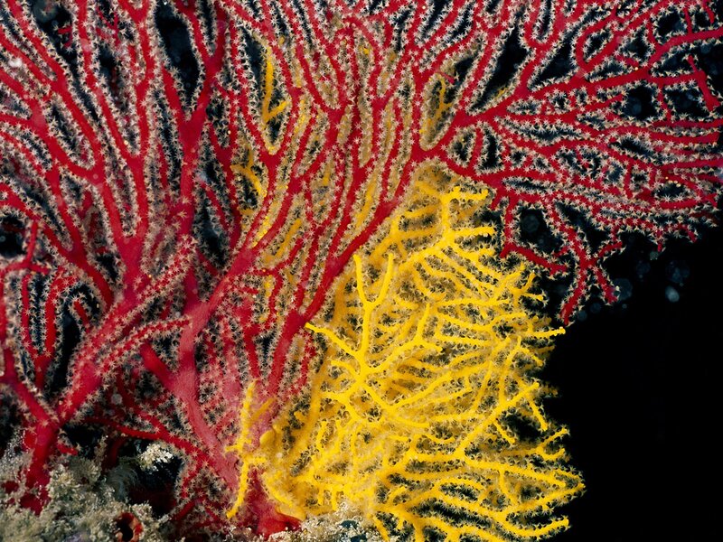 Colorful sea fans underwater