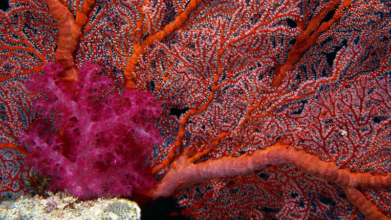 Colorful sea fans underwater
