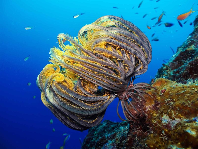 Colorful sea lily on coral reef
