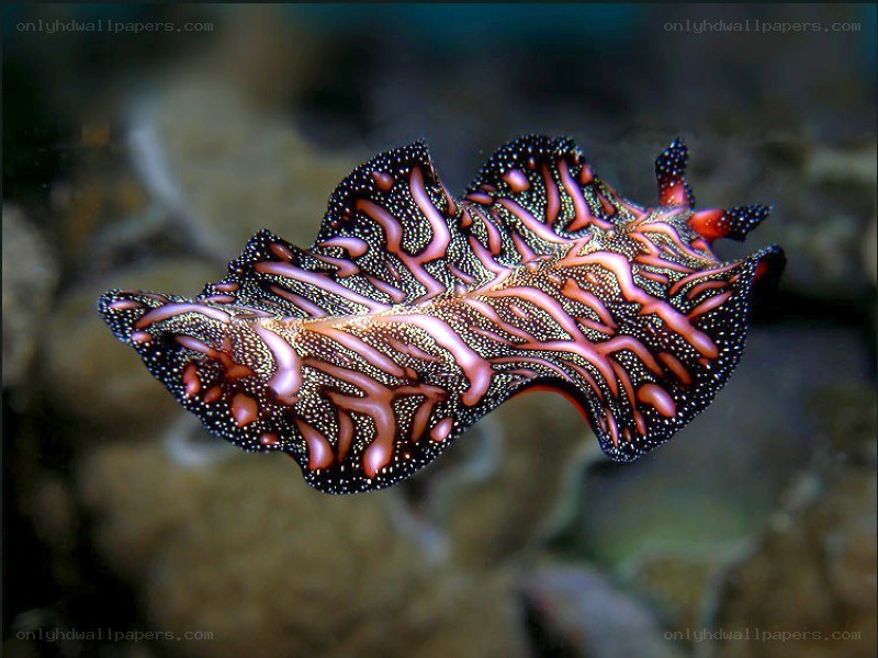 Colorful sea slug