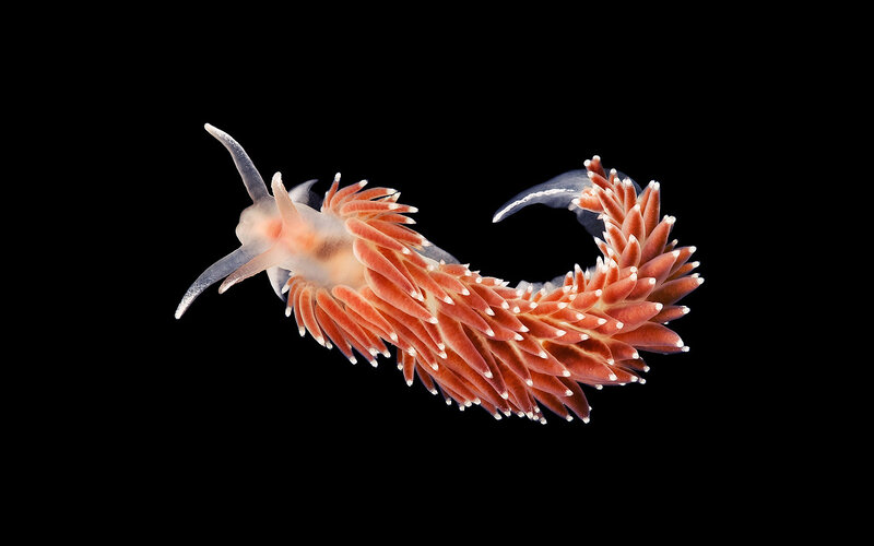 Colorful sea slug on black background