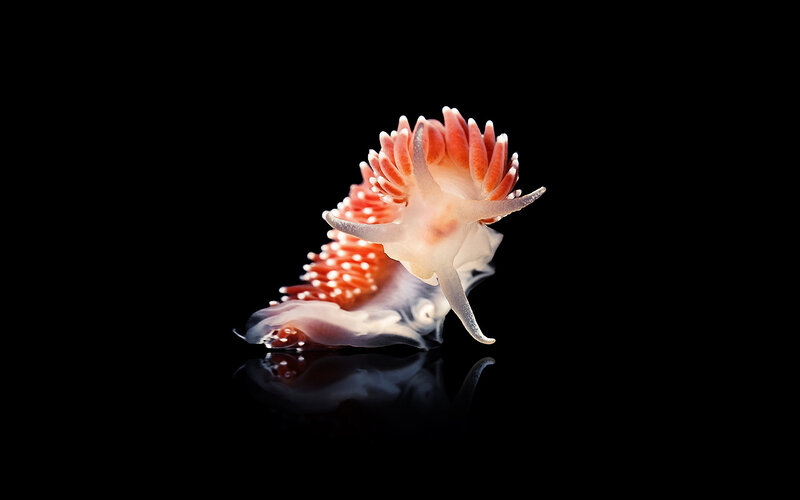 Colorful sea slug on black background