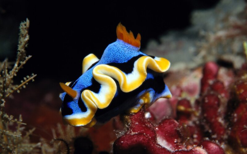 Colorful sea slug on coral