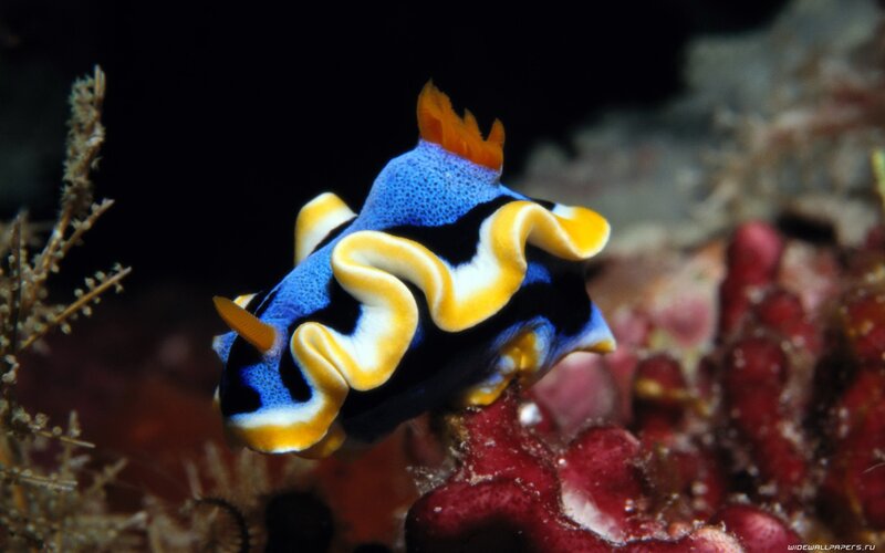 Colorful sea slug on coral