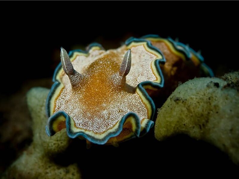 Colorful sea slug on coral
