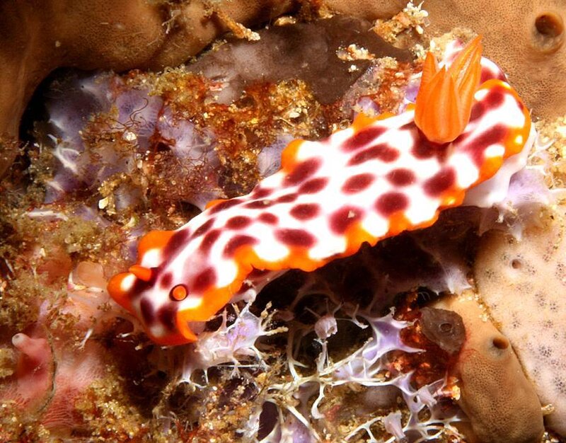 colorful sea slug on coral