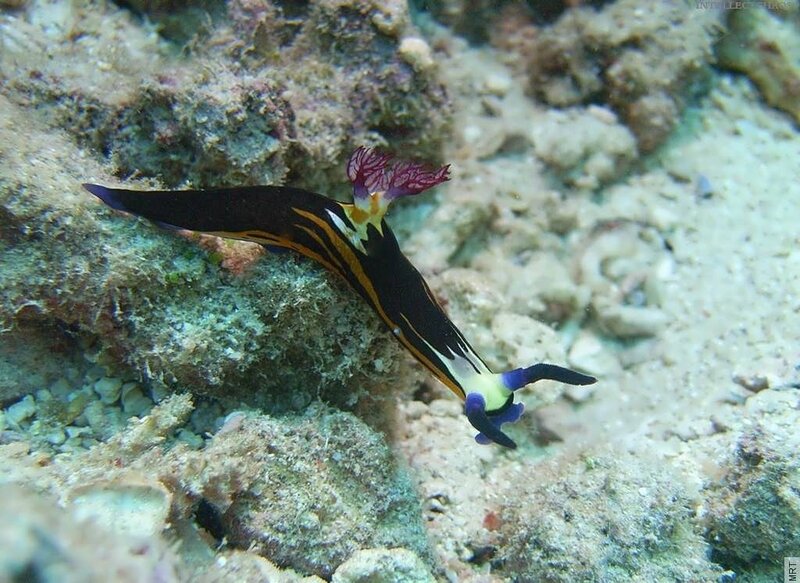 colorful sea slug on coral reef