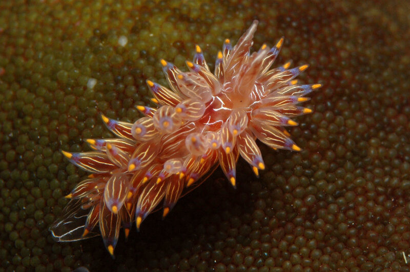 Colorful sea slug on coral