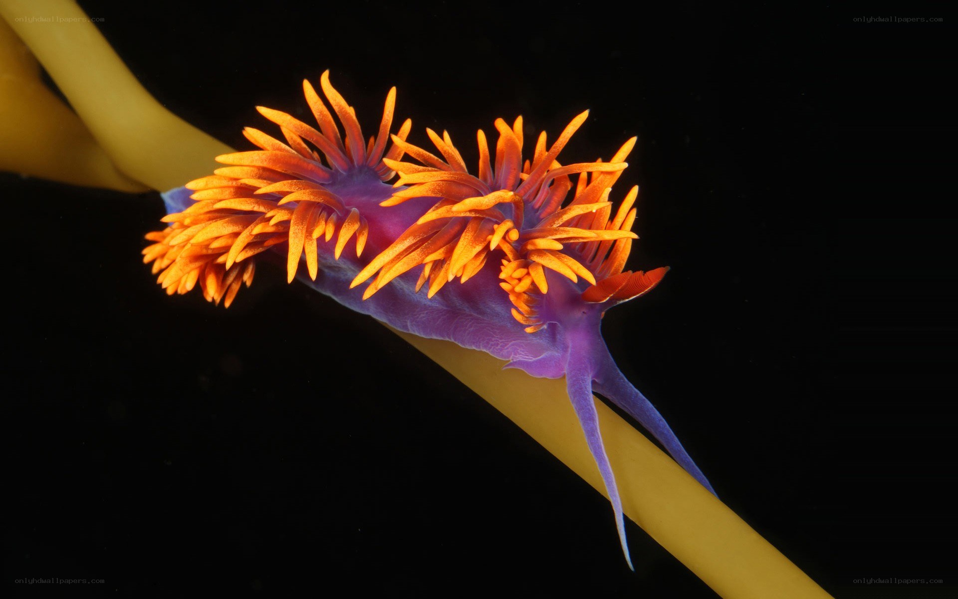 Colorful sea slug on kelp