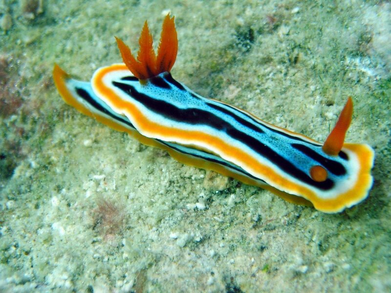 Colorful sea slug on ocean floor