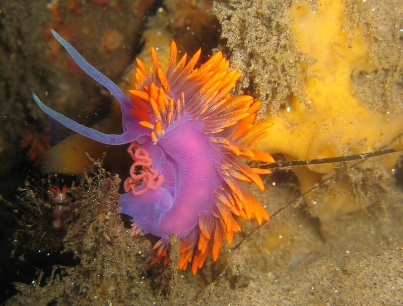 Colorful sea slug on ocean floor