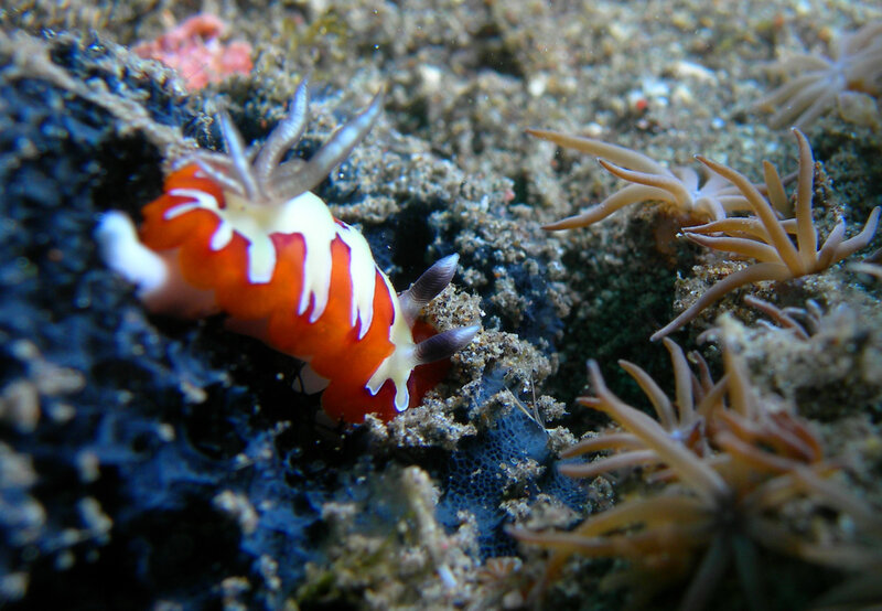Colorful sea slug on ocean floor