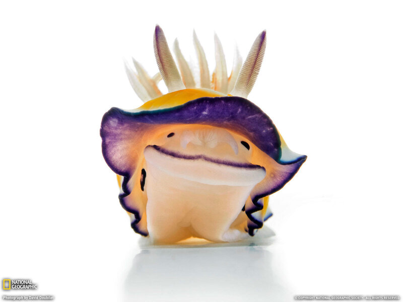 Colorful sea slug with crown-like appendages