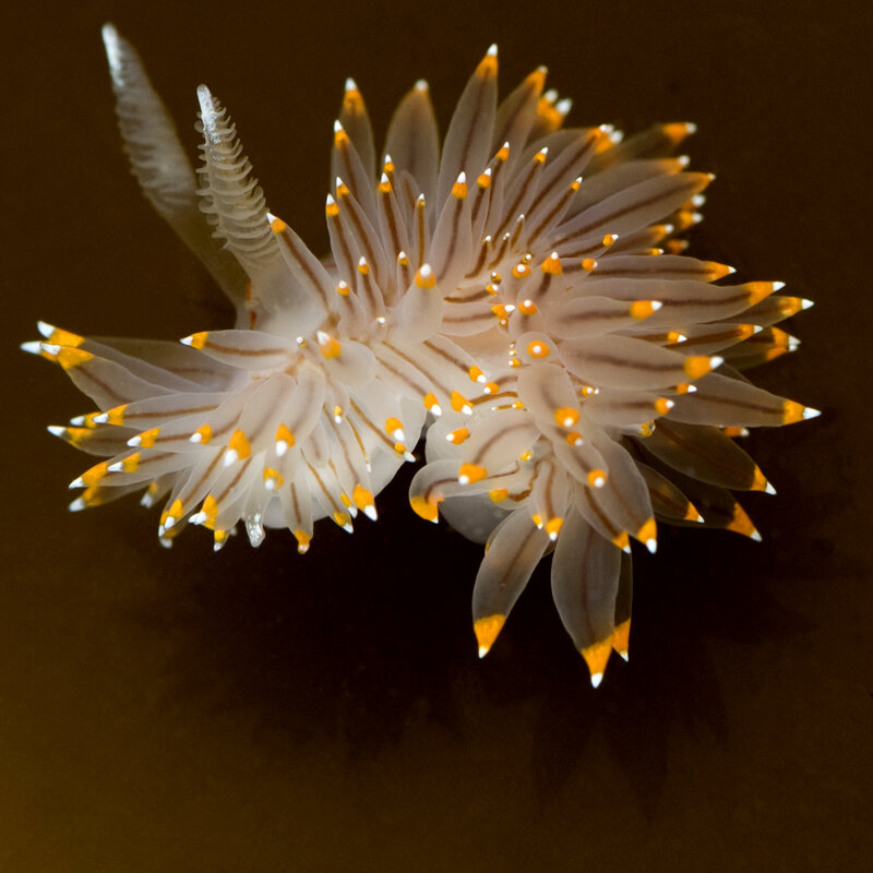 Colorful sea slug with orange tips